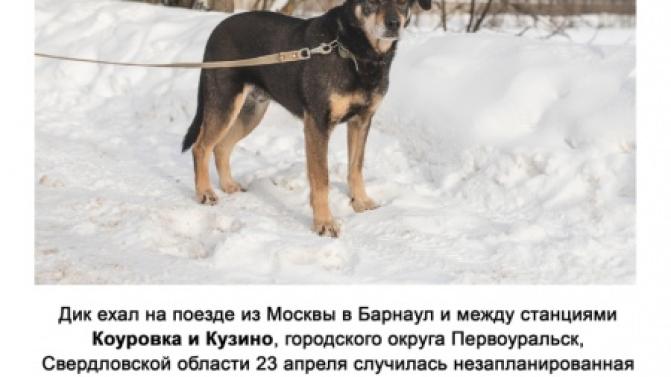 Разыскивается потерявшаяся собака