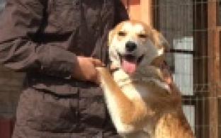 Ищу тебя, хозяин