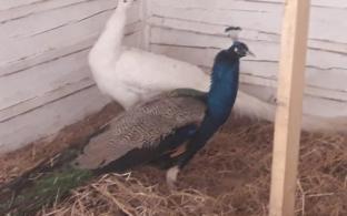 В первоуральском мини-зоопарке — пополнение