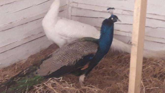 В первоуральском мини-зоопарке — пополнение