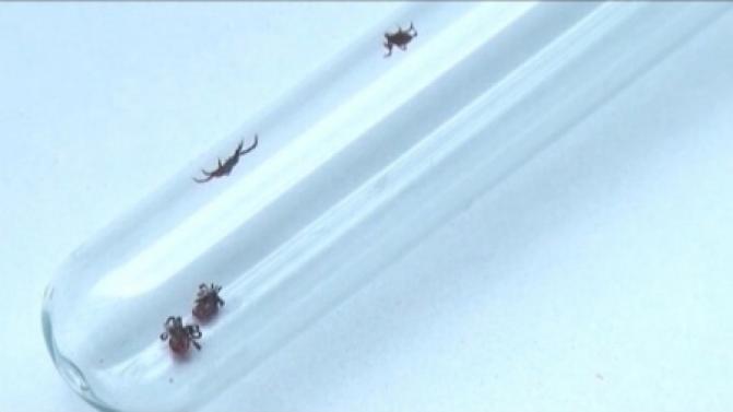 Более 40 свердловчан пострадали от нападений клещей за прошедшую неделю