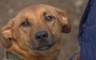 Ищу тебя, хозяин