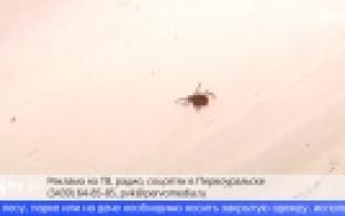 Первый случай укуса клещом зафиксирован в Свердловской области