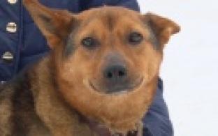 Ищу тебя, хозяин