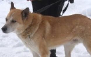 Ищу тебя, хозяин