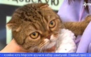 Подвели итоги конкурса «Мартовские коты»