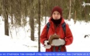 В Свердловской области началась перепись лесных обитателей