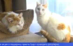 День кошек первоуральцы отметили сбором помощи для приюта