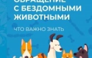 Памятка об обращении с бездомными животными
