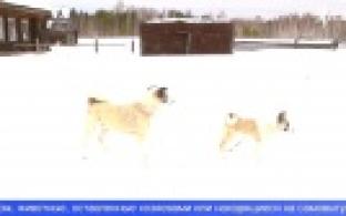 В Первоуральске разработали памятку для владельцев собак