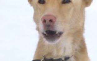 Ищу тебя, хозяин