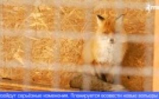 Первоуральский мини-зоопарк вновь открыт для посетителей