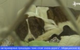 Администрация Первоуральска вновь заключила контракт на отлов бездомных животных