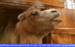 Необычный домашний питомец появился у жителей Среднего Урала