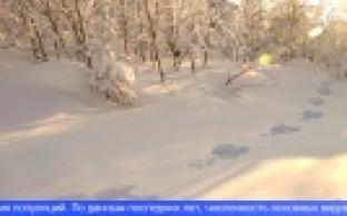 Уральские охотоведы посчитают популяции диких зверей и птиц в лесах