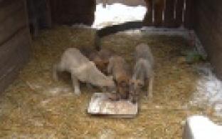 Ищу тебя, хозяин