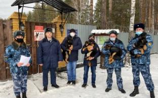 Щенки из племенного питомника ГУФСИН отправились на службу