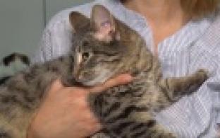 Ищу тебя, хозяин