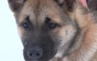 Ищу тебя, хозяин