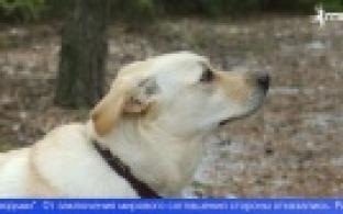 Жительница Ревды подала в суд на Первоуральское общество защиты животных