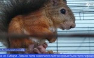 Уральские ветеринары спасли жизнь белки, привезенной из Сибири