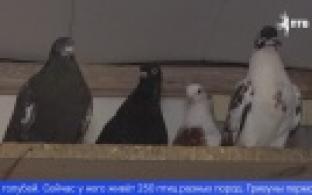 В Первоуральске есть заводчик породистых голубей