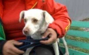 Ищу тебя, хозяин