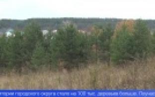 В Билимбаевской роще Могилица высадили 500 молодых сосен