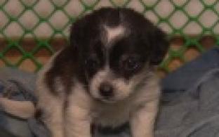 Ищу тебя, хозяин