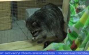 В Первоуральске ищут сбежавшего домашнего енота