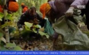 Эковолонтеры отправились на уборку вдоль берега Чусовой