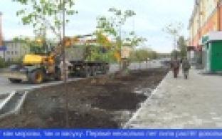 На проспекте Ильича высадили аллею из лип