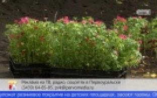 В Корабельной роще высадили цветы