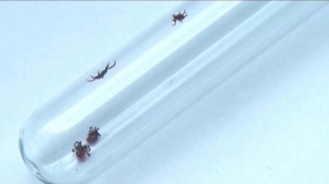 От укусов клещей пострадали более 34 000 свердловчан