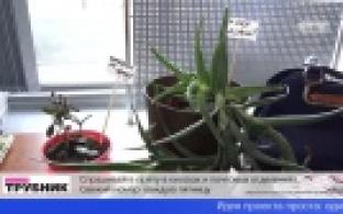 В Первоуральске пройдет акция по обмену комнатными растениями