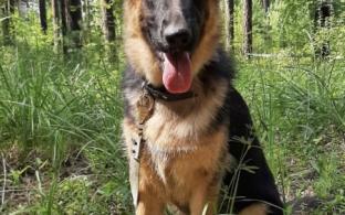 Тут самый хороший мальчик ищет себе друга