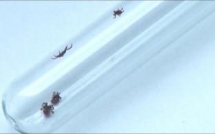 Более 30 тысяч свердловчан пострадали от укусов клещей