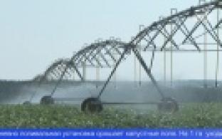 На Урале из-за жары под угрозой оказался урожай в сельхозкооперативах