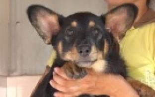 Ищу тебя, хозяин