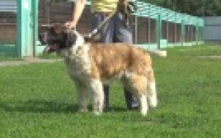 Ищу тебя, хозяин