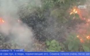 Пожарные напоминают об опасности поджигания тополиного пуха