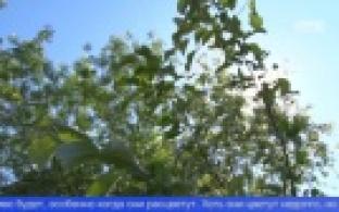 Общественное движение "Город Первых" отмечает свой день рождения