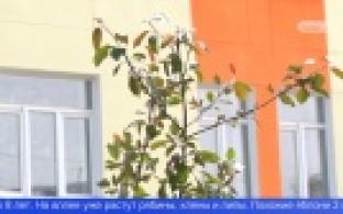 В Первоуральске высадили яблоневую аллею