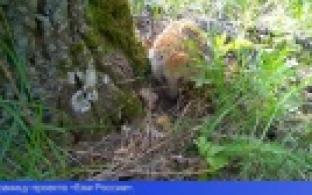 Ученые ищут волонтеров для подсчета популяции ежей на Урале