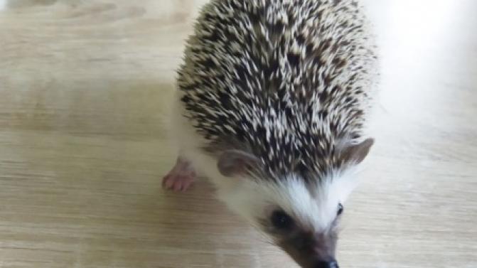 Не знаете, чем заняться? Самое время посчитать ежей!