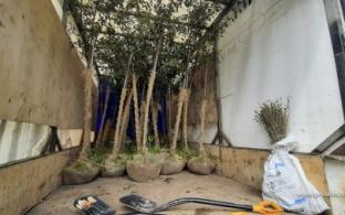 40 яблонь высадили на аллее на улице Ватутина и улице Герцена