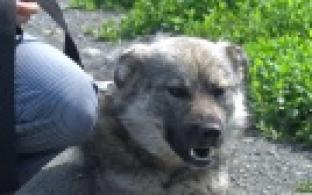 Ищу тебя, хозяин