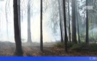 В Свердловской области ограничили посещение лесов