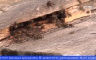 На Урале есть необычная бортевая пасека