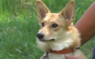 Ищу тебя, хозяин